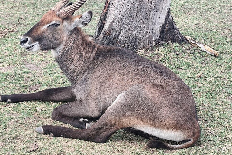 Nairobi: Crescent Island Sanctuary Day Trip with Lunch Nairobi: Crescent Island Sanctuary private day Trip