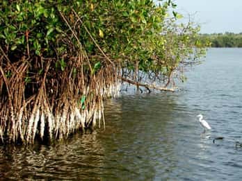 Ixtapa-Zihuatanejo: Recorrido por la Laguna Escénica de Barra de Potosí