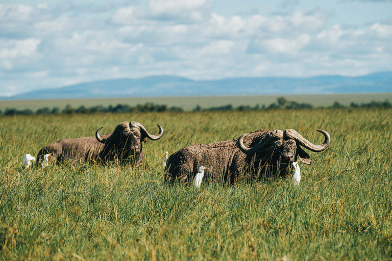 من نيروبي: رحلة سفاري لمدة 3 أيام في سوروي ليونز بلاف مع الإقامة