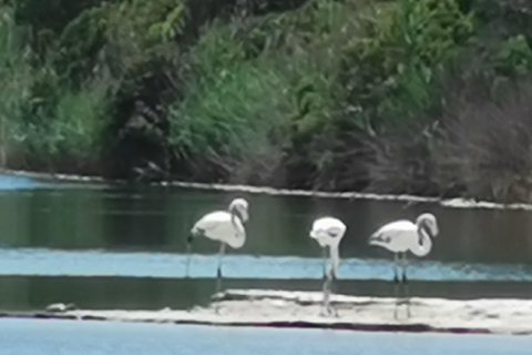 Valência: passeio de bicicleta e barco pelo Parque Natural da Albufera