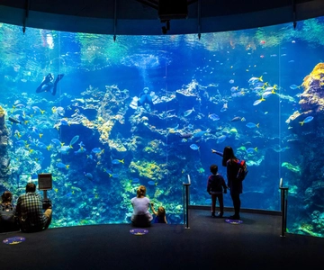 California Academy of Sciences Entry Ticket