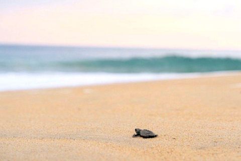 Huatulco: Turtle Release & Bioluminescence Tour