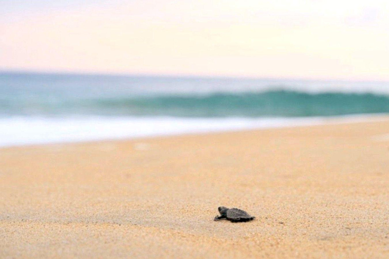 Huatulco: Turtle Release & Bioluminescence Tour