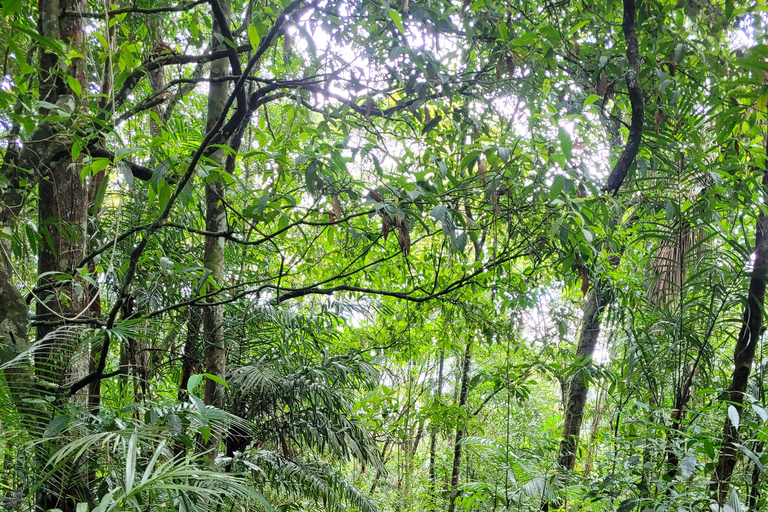 JUATINGA: 4-tägige Tour ATLANTISCHER WALD und STRÄNDE - PARATY - RIO DE JANEIRO