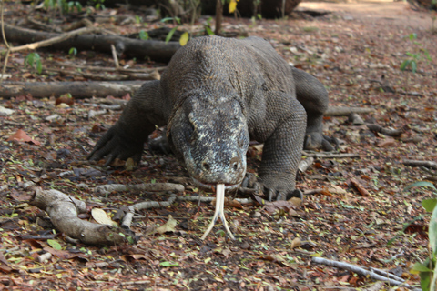 Bali: 2-Day Komodo National Park Tour