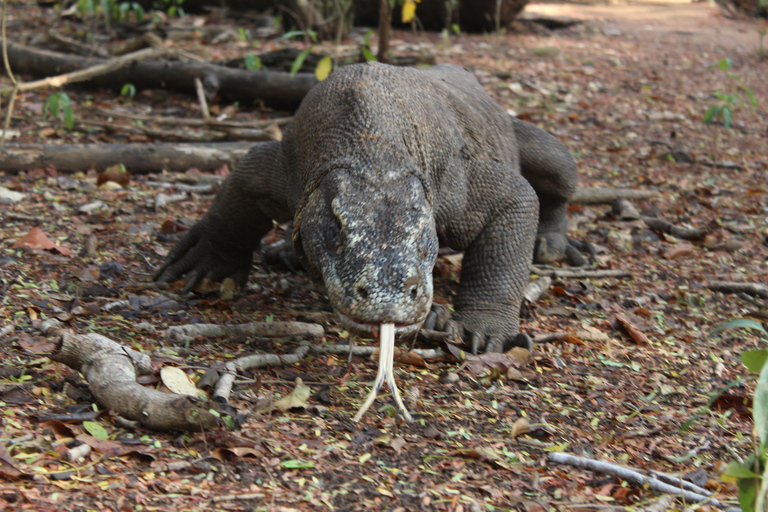 Bali: 2-Day Komodo National Park Tour