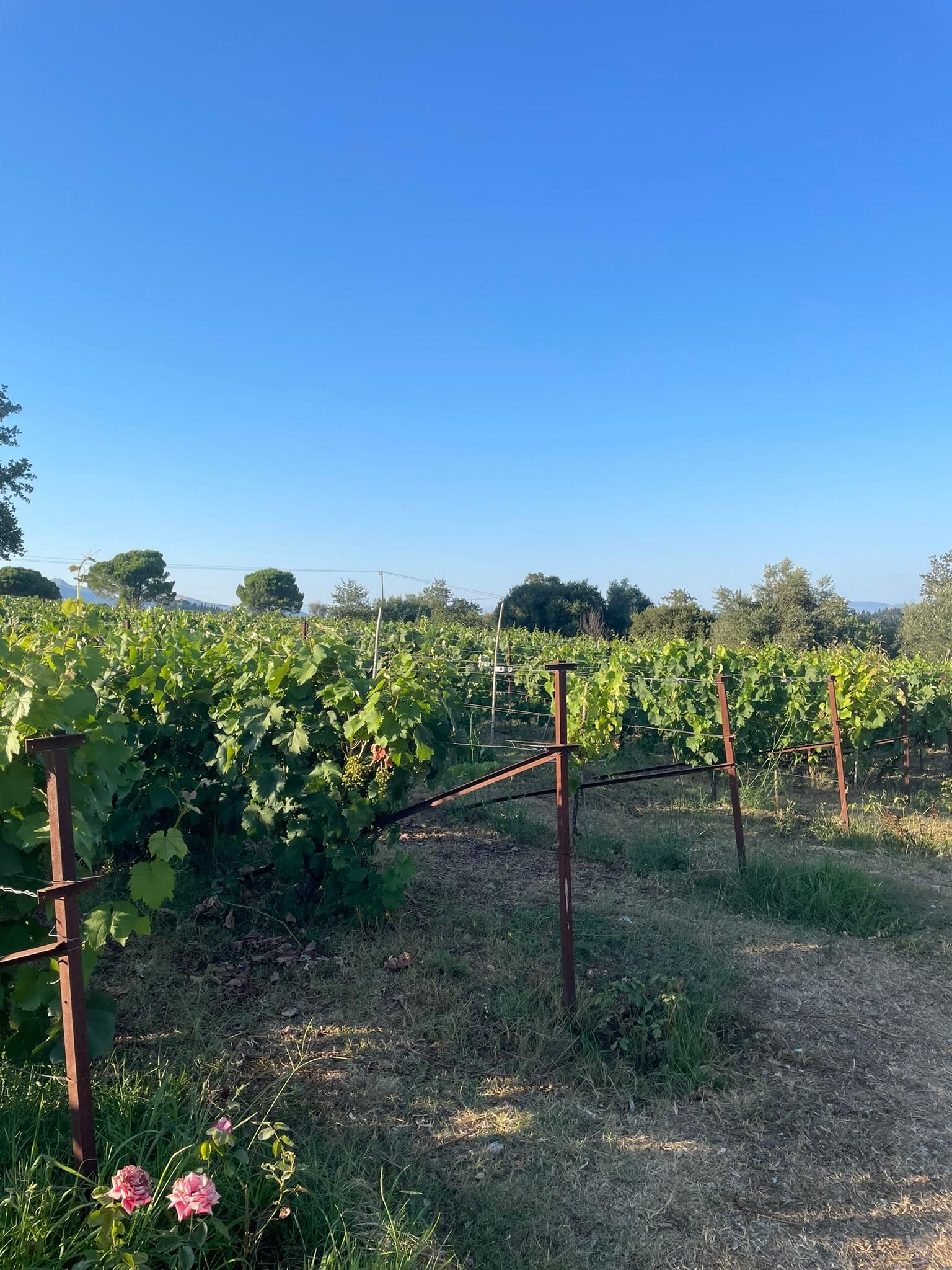 Kavos: Weintour & Verkostung auf einem lokalen Weingut