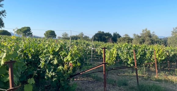 Kavos: Wine Tour & Tasting at a Local Winery