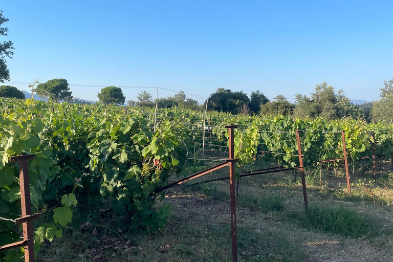 Kavos: Wine Tour & Tasting at a Local Winery