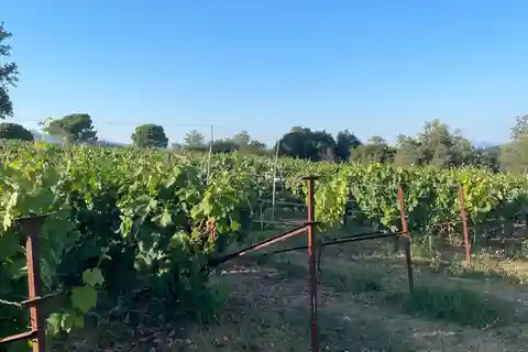 Kavos: Winery Tour with Wine Tasting