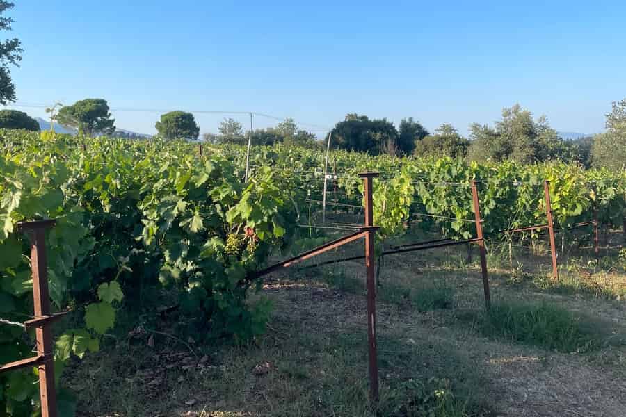 Kavos: Weintour & Verkostung auf einem lokalen Weingut. Foto: GetYourGuide