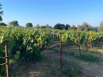 Kavos: Visita e prova de vinhos numa adega local