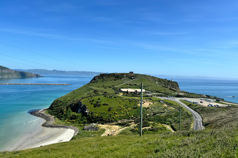 Dunedin City & Otago Peninsula Scenery Day Tour Private Tour