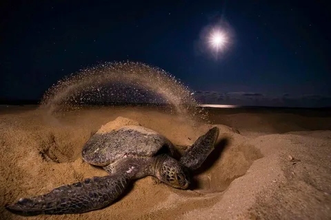 Tortuguero: Turtle Nesting Night Tour