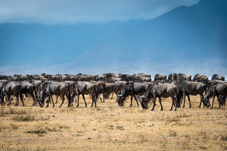 7-dniowe safari w Serengeti z wielką migracją antylop gnu