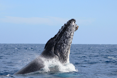 洛斯卡沃斯：观鲸（含交通和图片）