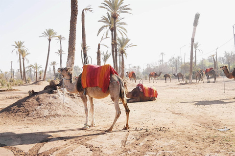 Promenade à dos de chameau à Marrakech Palmeraie