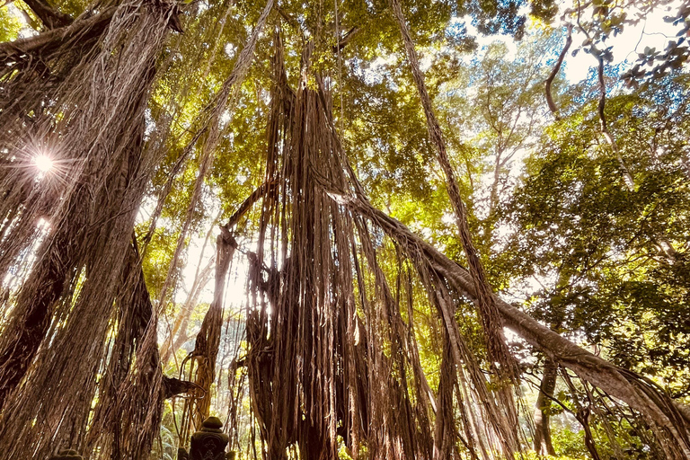 Ubud:Foresta delle scimmie, terrazze di riso, templi d&#039;acqua e cascate