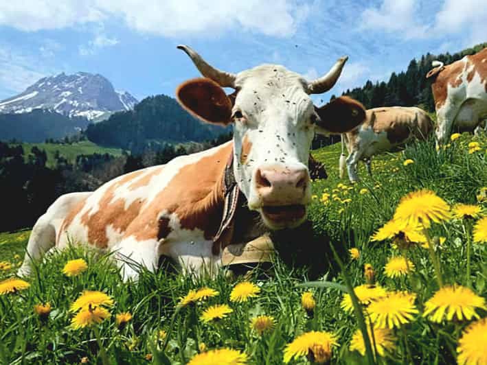 Geneva Countryside Day Trip with Chocolate & Cheese Tasting GetYourGuide