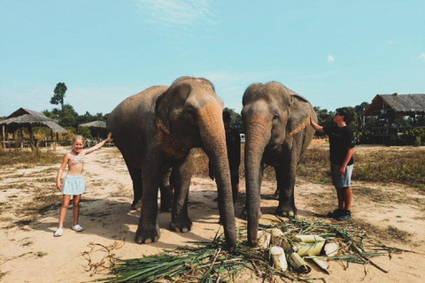 Rundtur i Kambodjas elefantreservat och Banteay Srey-templet