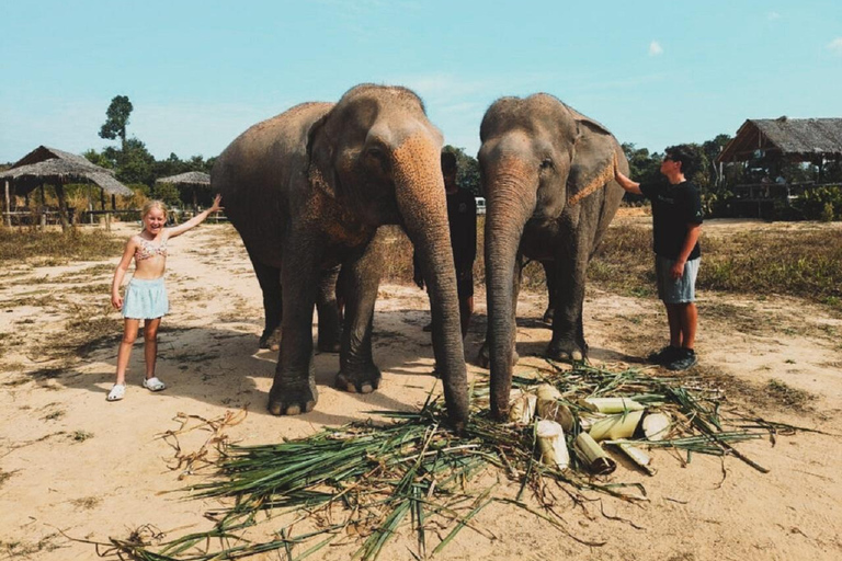 Rundtur i Kambodjas elefantreservat och Banteay Srey-templet