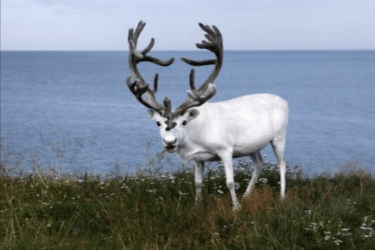 Honningsvåg: North Cape Tour with Reindeer & Sami Family