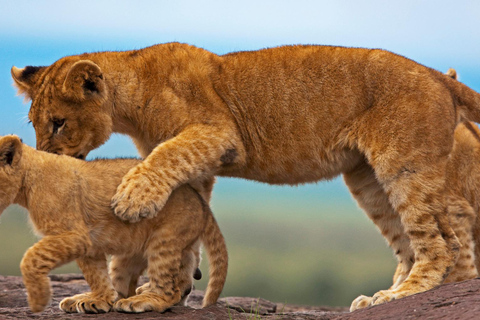 Nairobi: 6Days Maasai Mara, Nakuru and Amboseli Group Safari Accomodation Upgrade