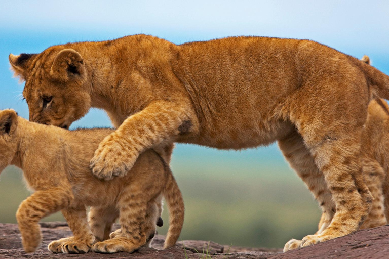 Nairobi: 6Days Maasai Mara, Nakuru and Amboseli Group Safari Accomodation Upgrade