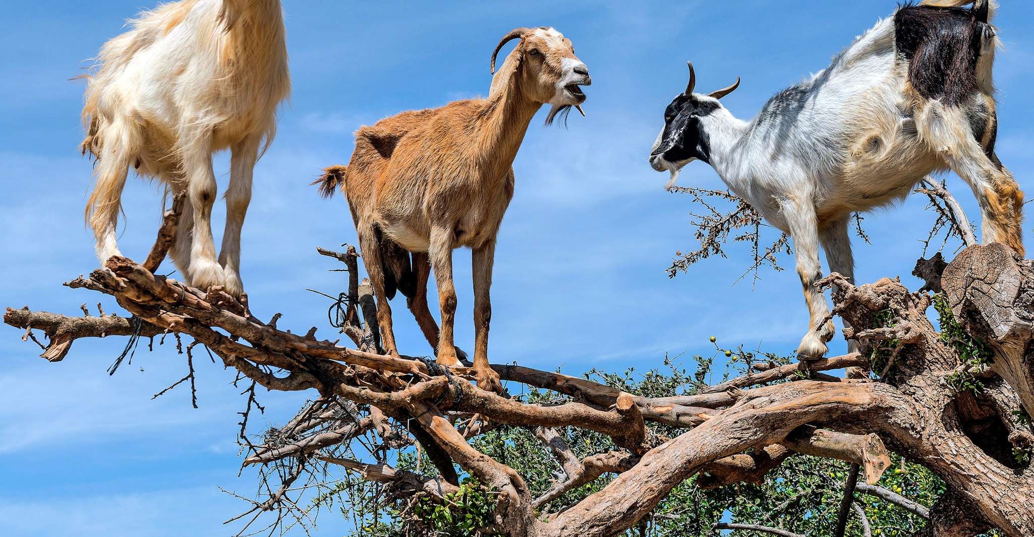 Agadir: Discover Argan Tree-Climbing Goats on a Morning Tour