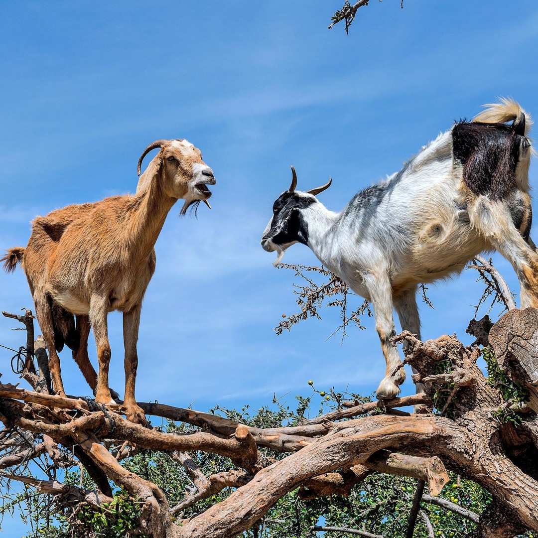 Agadir : découvrez les chèvres qui grimpent aux arganiers lors d'une excursion matinale