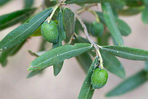 Menorca: Olive Oil Experience in Binissaida with Guided Tasting