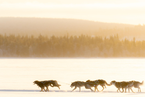 Rovaniemi: Insider 10 km Husky Sled Ride