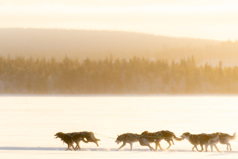 Rovaniemi: Insider 10 km Husky Sled Ride