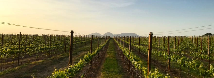 Pals : Visitez la cave Mas Geli avec dégustation de vins et de produits Km0