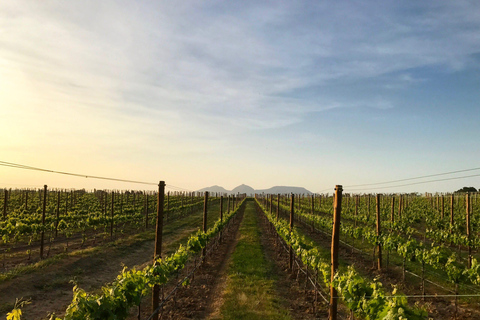 Pals: Visit Celler Mas Geli with wine tasting and local products Pals: Visit Celler Mas Geli with wine and local product tasting