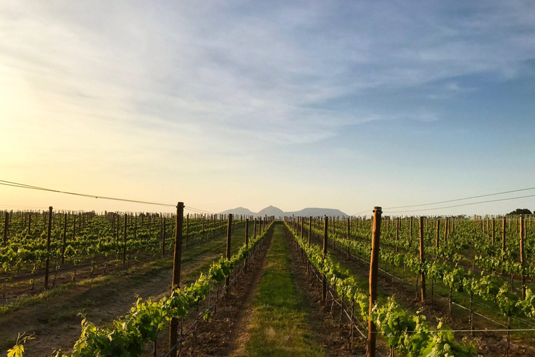 Pals: Visit Celler Mas Geli with wine tasting and local products Pals: Visit Celler Mas Geli with wine and local product tasting