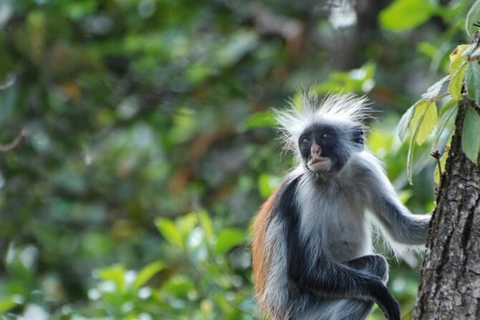 Zanzibar: Jozani forest, Sea tortoises & Mtende beach tour Private tour no Hotel pick and drop off included