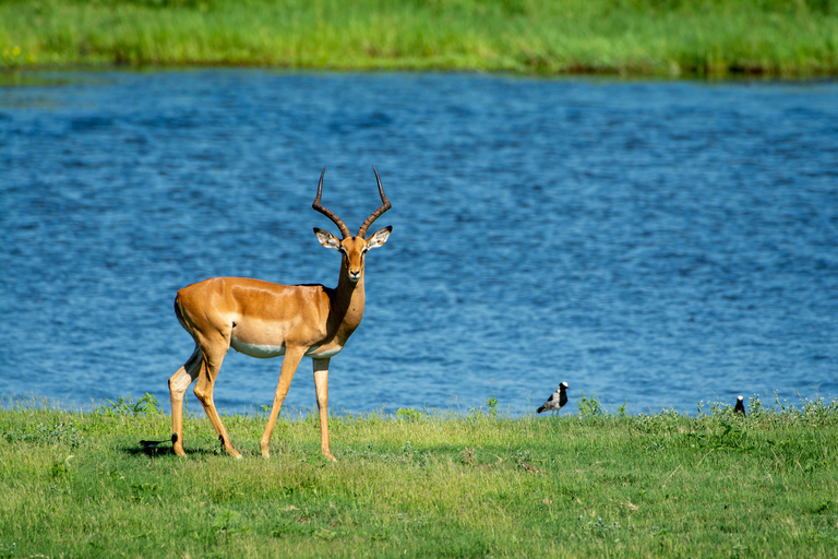 Excursión de un día a Chobe