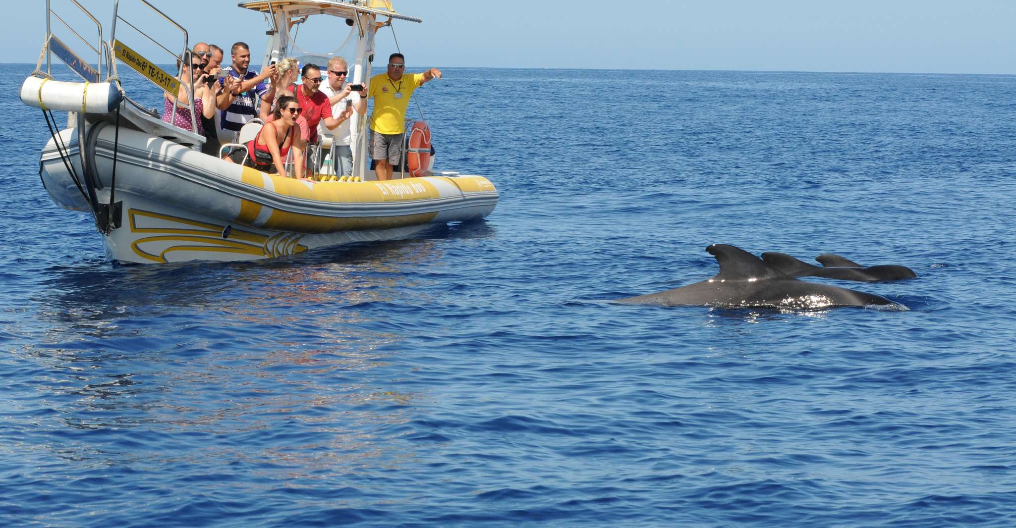 Los Gigantes, 2H Delphin & Walbeobachtungstour auf El Rapido - Hizvo