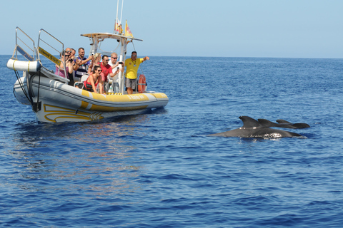 Los Gigantes: Tour in motoscafo per l&#039;avvistamento dei delfini e delle balene