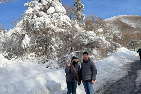 Jeju: Winter SouthWest Tangerine Pick, Snow, Camellia, Tour