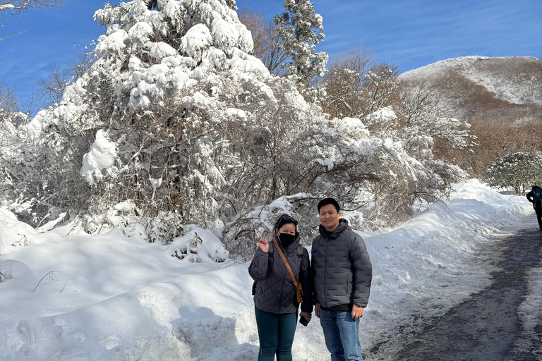Jeju: Winter SouthWest Tangerine Pick, Snow, Camellia, Tour