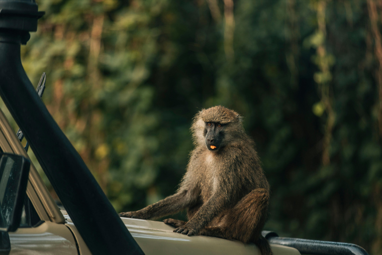 Serengeti: safari de 8 días para ver la gran migración de los ñus