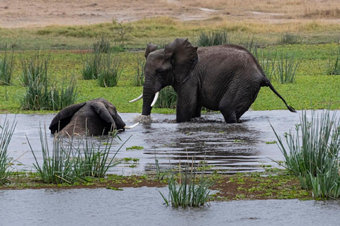 Nairobi: Amboseli National Park Day Trip with Game Drive