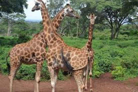 Nairobi: Giraffe Center, Museum of Illusions & Blixen Tour