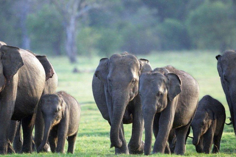 From Sigiriya: Minneriya National Park Safari & Boat Ride