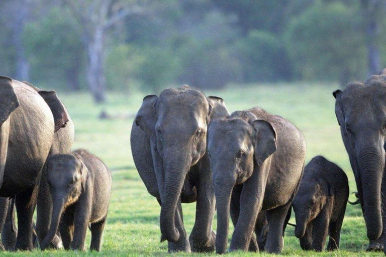 From Sigiriya: Minneriya National Park Safari & Boat Ride