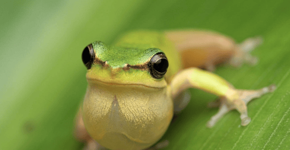 Cairns: Night Wildlife Walk in the Botanic Gardens
