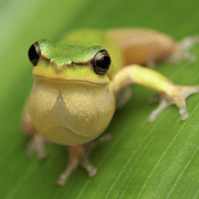 Cairns: Night Wildlife Walk in the Botanic Gardens