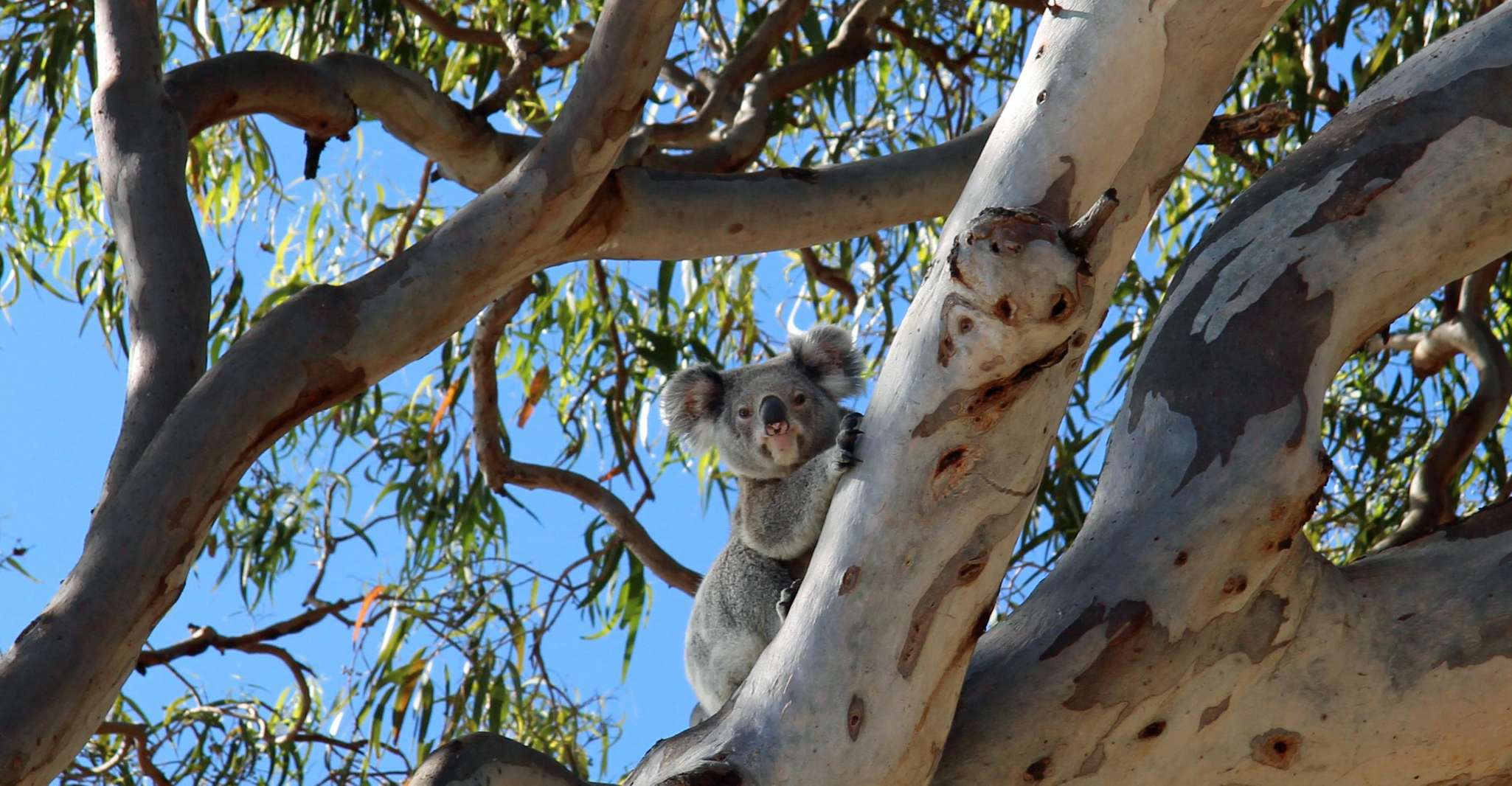 Dunwich, Stradbroke Island 4WD Tour with Wildlife and Snack - Housity